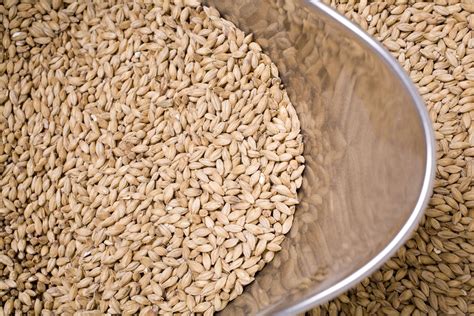 is malt|is malt a grain.